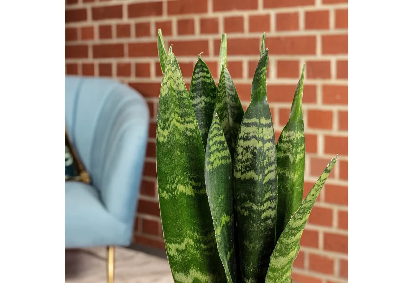 Flowerbox Zimmerpflanze Bogenhanf Sansevieria trifasciata Black Coral - Bild 5