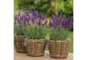 Van der Leeden Blumentopf Pflanzkorb Pflanzentreppe Rattan Korb Pflanzkübel 3 Stk Bild 1