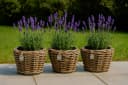 Van der Leeden Pflanzkorb Set 4 Stk Rattan Braun Bild 3