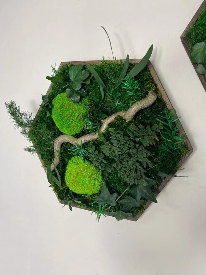 Gedankenwunder Manufaktur Moosbild Efeuwald Hexagon Grün Braun Handgefertigt - Bild 3