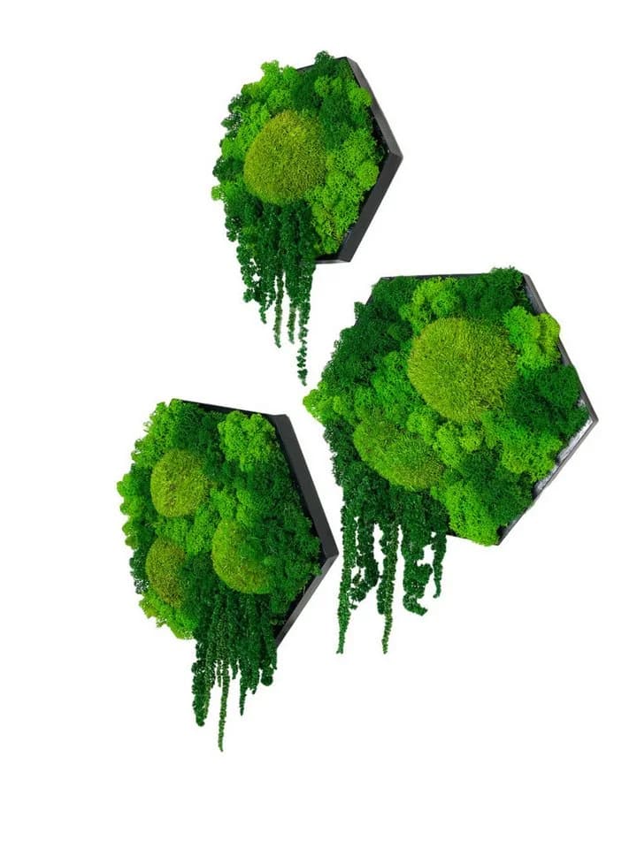 Gedankenwunder Manufaktur Moosbild Island Ranke Hexagon Sechseck Wabe - Bild 2