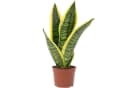 Flowerbox Zimmerpflanze Bogenhanf Sansevieria trifasciata Pflegeleicht Bild 2