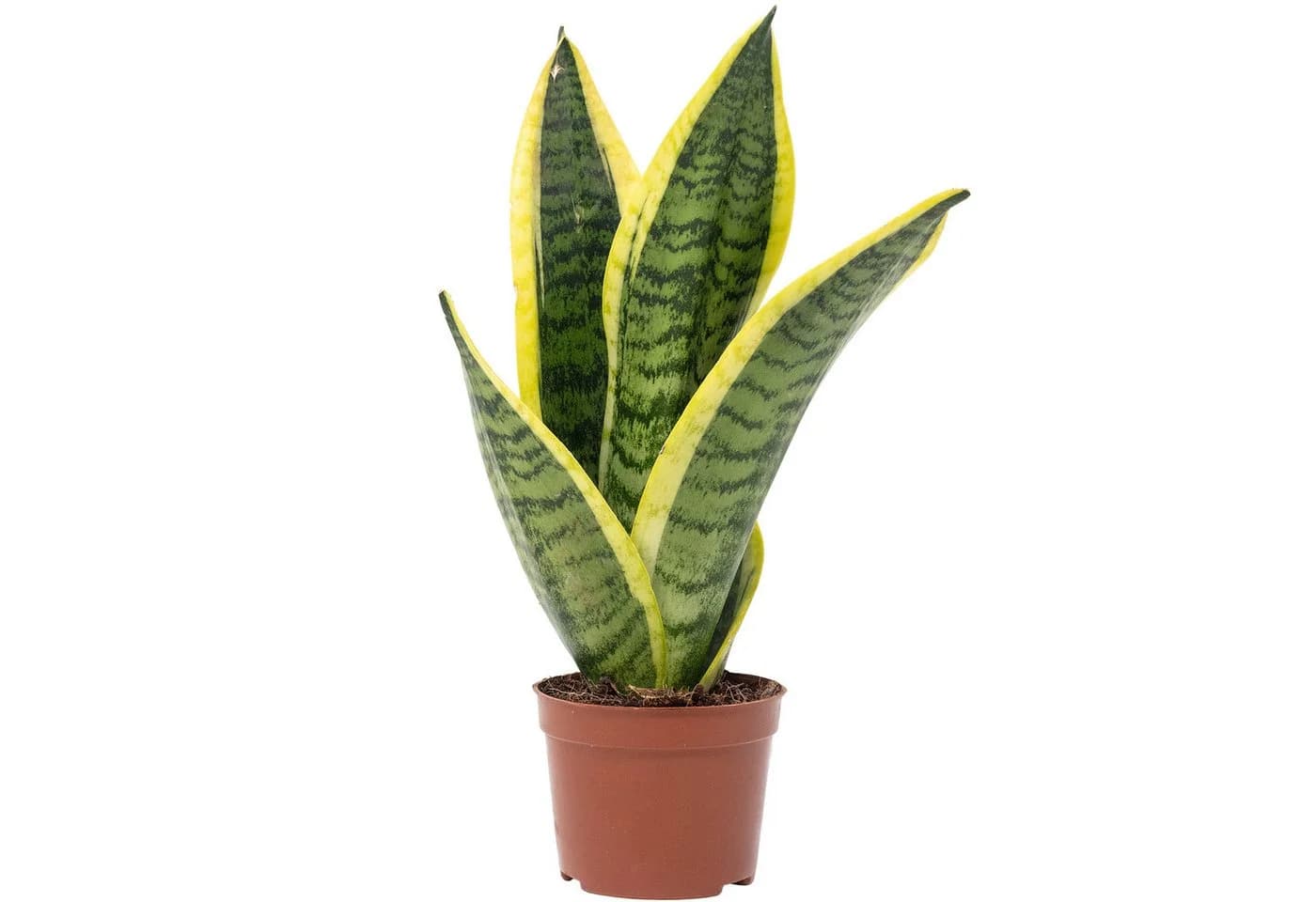 Flowerbox Zimmerpflanze Bogenhanf Sansevieria trifasciata Pflegeleicht - Bild 2