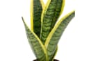 Flowerbox Zimmerpflanze Bogenhanf Sansevieria trifasciata Pflegeleicht Bild 4