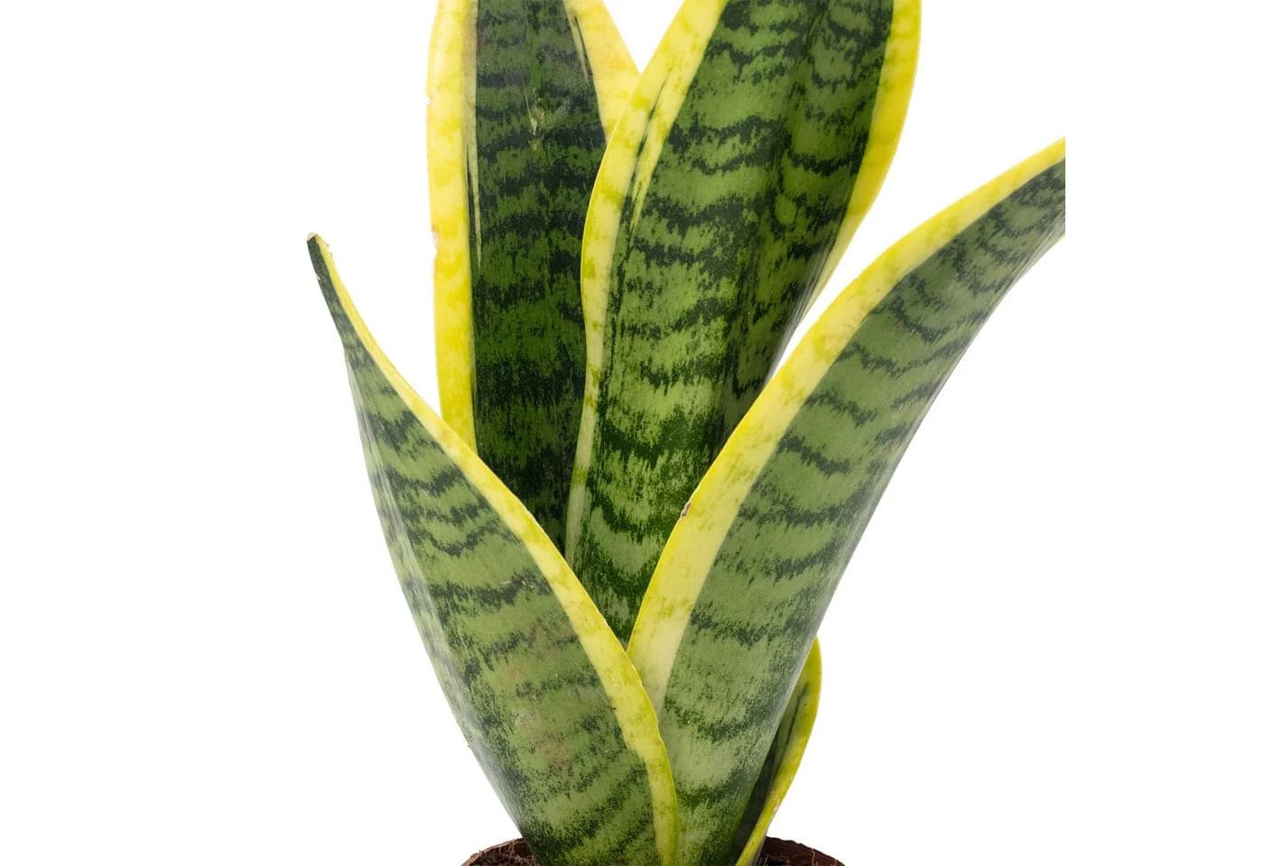 Flowerbox Zimmerpflanze Bogenhanf Sansevieria trifasciata Pflegeleicht - Bild 4