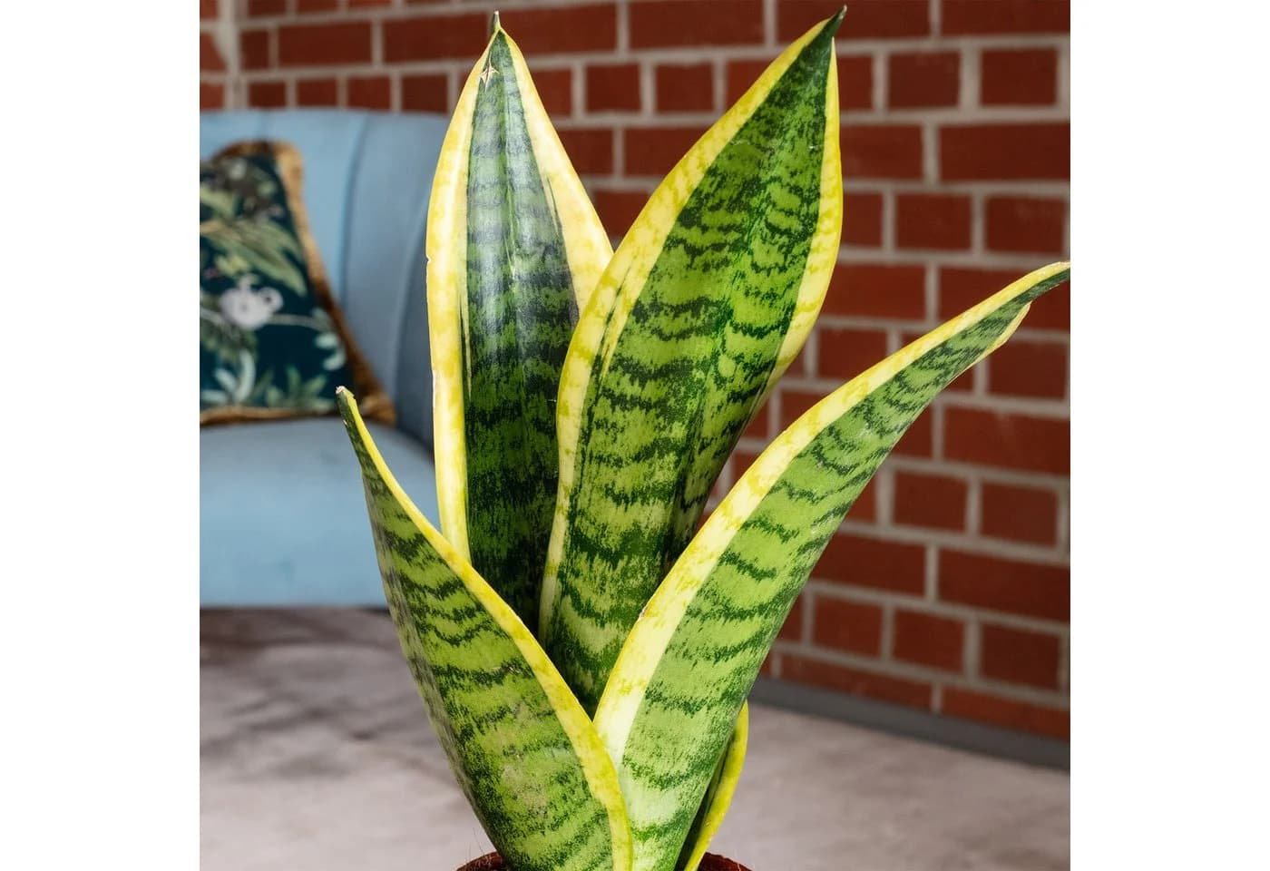 Flowerbox Zimmerpflanze Bogenhanf Sansevieria trifasciata Pflegeleicht - Bild 5
