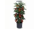 Prosperplast Anzuchttopf Tomaten Grau Kunststoff 39,2 cm Bild 1