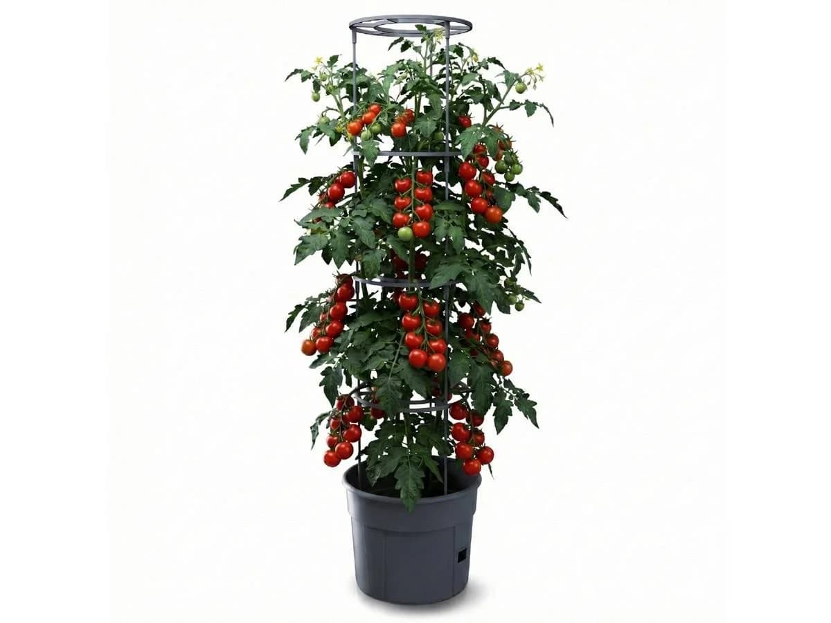 Prosperplast Anzuchttopf Tomaten Grau Kunststoff 39,2 cm
