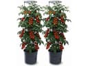 Prosperplast Anzuchttopf Tomaten Grau Kunststoff 39,2 cm Bild 2