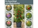 Prosperplast Anzuchttopf Tomaten Grau Kunststoff 39,2 cm Bild 3