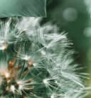 JACK Wendebettwäsche 135x200cm Digitaldruck Pusteblume Grün Satin Bild 3
