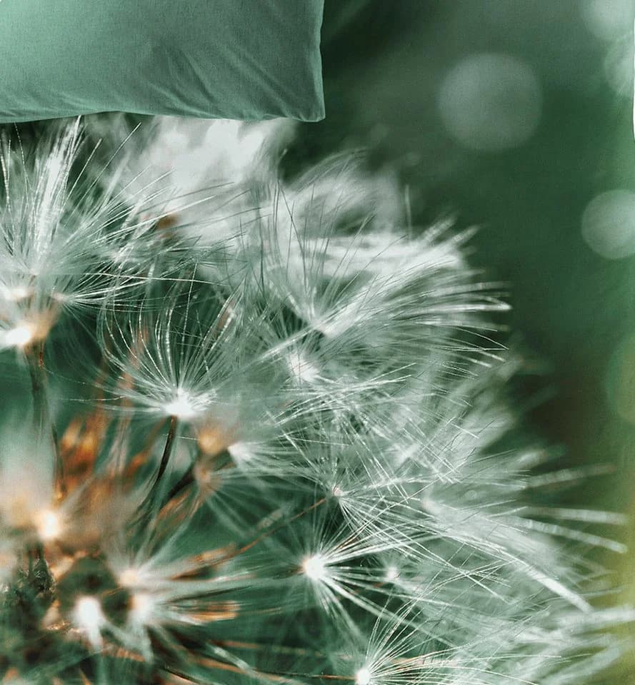 JACK Wendebettwäsche 135x200cm Digitaldruck Pusteblume Grün Satin - Bild 3