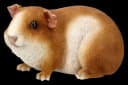 Figuren Shop GmbH Gartenfigur Meerschweinchen groß - Wetterfeste Dekofigur Bild 3