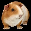 Figuren Shop GmbH Gartenfigur Meerschweinchen groß - Wetterfeste Dekofigur Bild 4