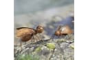 Dekoleidenschaft Gartenfigur Insekten Metall 2er Set Rost Finish Braun Bild 1