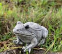Stone and Style Gartenfigur Frosch Frostfest Grau Stein Bild 1