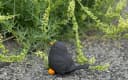 Stone and Style Gartenfigur Amsel Vogel Grau Schwarz Frostfest Bild 1
