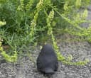 Stone and Style Gartenfigur Amsel Vogel Grau Schwarz Frostfest Bild 3