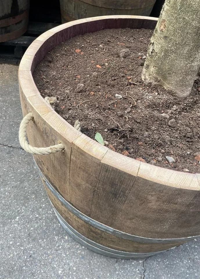 Temesso Pflanzkübel Extra Hohes Weinfass Halbiert Eichenholz - Bild 5