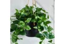 aplanta Künstlicher Hänge-Pothos Melusine Grün Bild 4