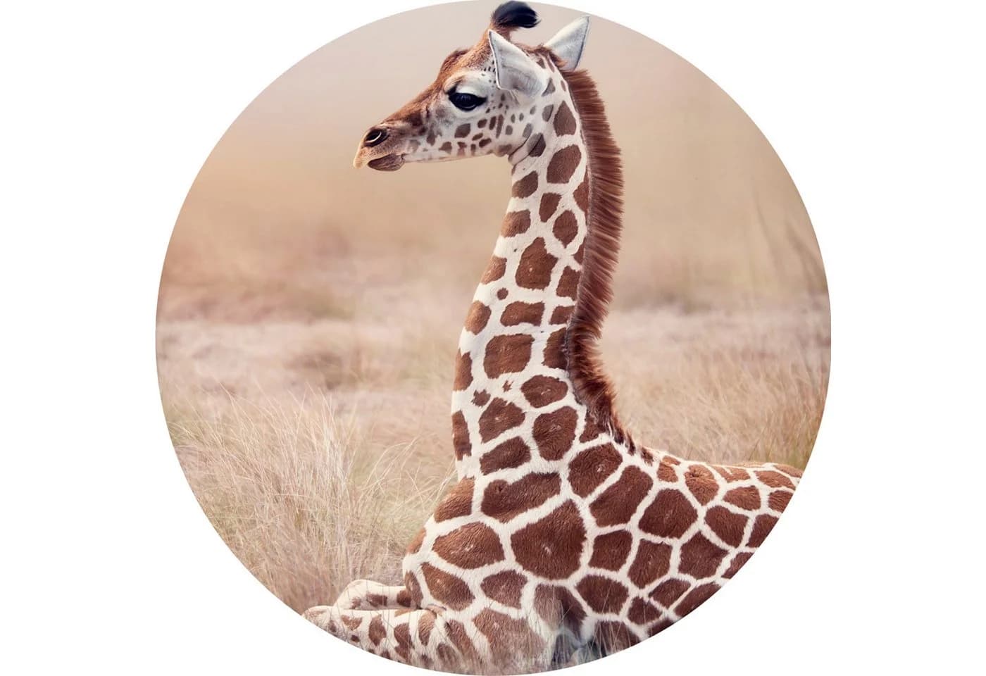 JACK Bettwäsche 135x200cm Giraffe 2-teilig Renforcé - Bild 3