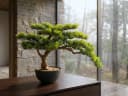 Arnusa Kunstbonsai 60 cm Kiefer Grün Schwarz Premium Bild 5