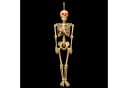 Koopman Skelettfigur Deko mit LED-Leuchteffekt Beige Bild 3