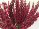 mucPlants Kunstblume Erika Calluna 28cm mit 24 Blütenstielen Rot Bild 1