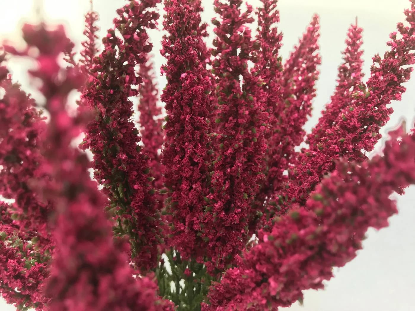 mucPlants Kunstblume Erika Calluna 28cm mit 24 Blütenstielen Rot