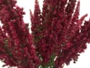 mucPlants Kunstblume Erika Calluna 28cm mit 24 Blütenstielen Rot Bild 3