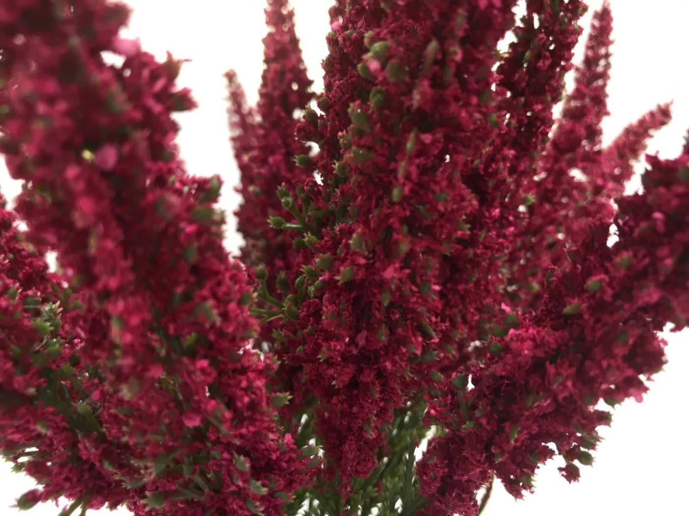 mucPlants Kunstblume Erika Calluna 28cm mit 24 Blütenstielen Rot - Bild 3