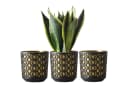 KONZEPT Blumentopf Set Ø 14cm Gold-Schwarz Kunststoff Bild 2