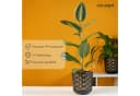 KONZEPT Blumentopf Übertopf Set Gold-Schwarz für Zimmerpflanzen Bild 4