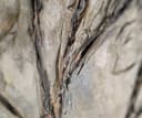 YS-Art Gemälde Goldbaum Abstrakt Handgemalt Leinwand Braun Gold Bild 1