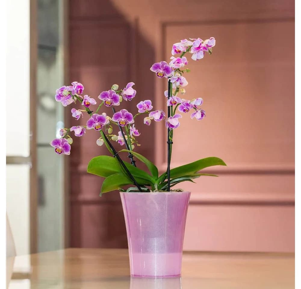 Happy plants Blumentopf Arte-Dea Selbstbewässerungstöpfe - Rosa Hochglanzoptik