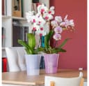 Happy plants Blumentopf Arte-Dea Selbstbewässerungstöpfe - Rosa Hochglanzoptik Bild 5