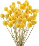 Fyrove Trockenblumen 30 Stück Pampasgras & Craspedia Globosa Gelb Bild 2