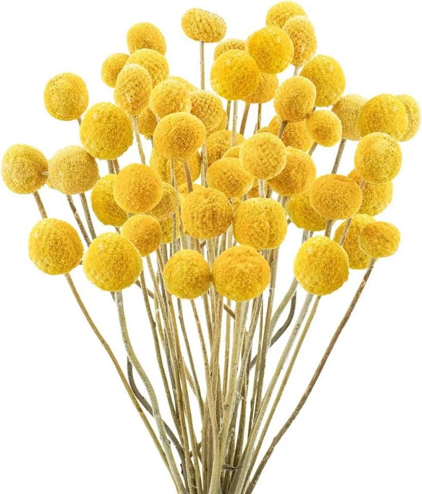Fyrove Trockenblumen 30 Stück Pampasgras & Craspedia Globosa Gelb - Bild 2