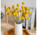 Fyrove Trockenblumen 30 Stück Pampasgras & Craspedia Globosa Gelb Bild 4