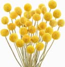 Trockenblume Pampasgras Getrocknete Craspedia Globosa 30 Stück Trockenblumen Bild 2