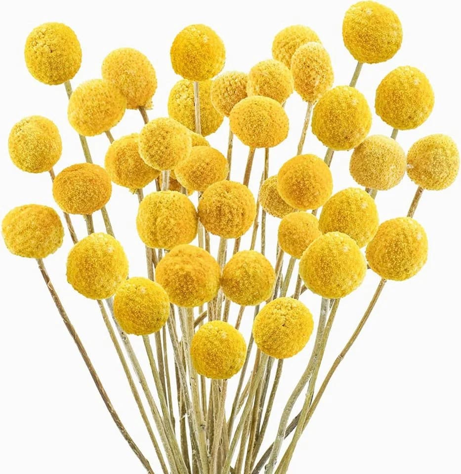 Trockenblume Pampasgras Getrocknete Craspedia Globosa 30 Stück Trockenblumen - Bild 2