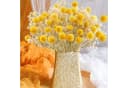 Trockenblume Pampasgras Getrocknete Craspedia Globosa 30 Stück Trockenblumen Bild 4