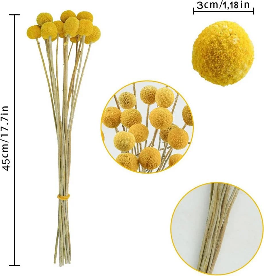 Toomoke 30er Trockenblumen Pampasgras & Craspedia Globosa Gelb 45 cm - Bild 4