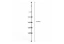JEOBEST Teleskopregal Duschablage ohne Bohren Höhenverstellbar 75-300cm Metall Eckregal Badregal mit 4 Duschkörben Edelstahl Bild 5
