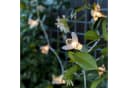 Lights4fun LED-Lichterkette 20er Solar Bienen Bild 2