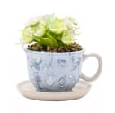 Disney Alice im Wunderland Teetasse mit Pflanze & Untersetzer Bild 2