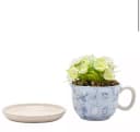 Disney Alice im Wunderland Teetasse mit Pflanze & Untersetzer Bild 3
