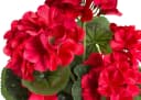 Kunstblume BOTANIC-HAUS Geranienbusch 6 Blütenköpfe Rot Bild 1