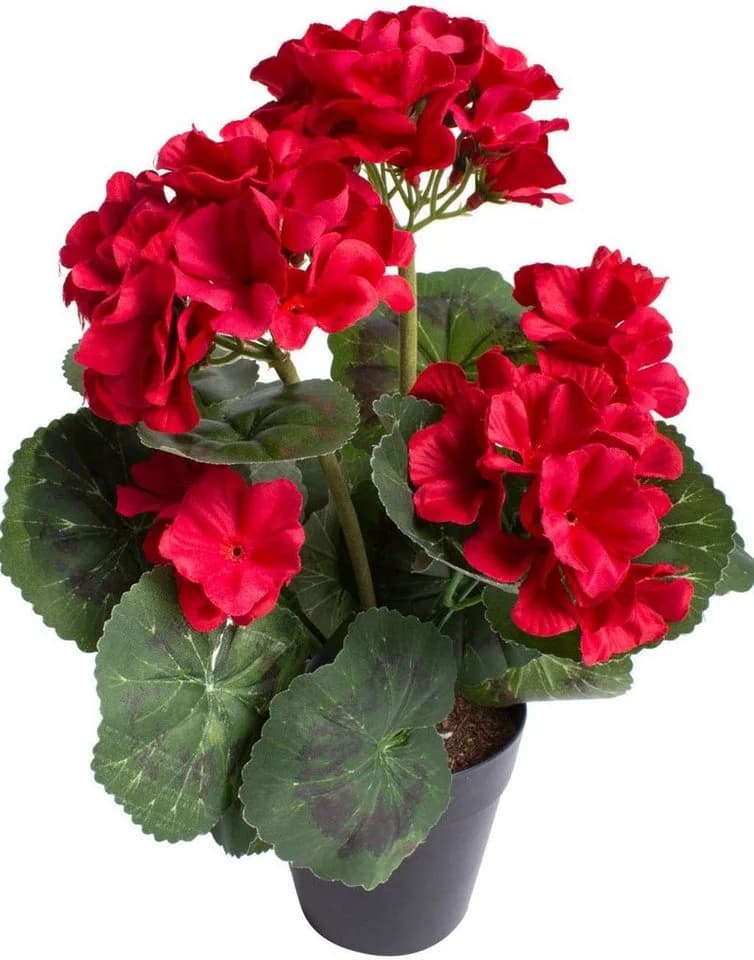 Kunstblume BOTANIC-HAUS Geranienbusch 6 Blütenköpfe Rot - Bild 2