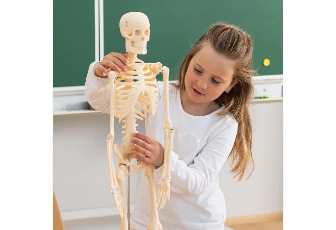Betzold Lernspielzeug Kleines Skelett Weiß - Bild 4